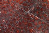 Polished Stromatolite (Collenia) Slab - Minnesota #326056-1